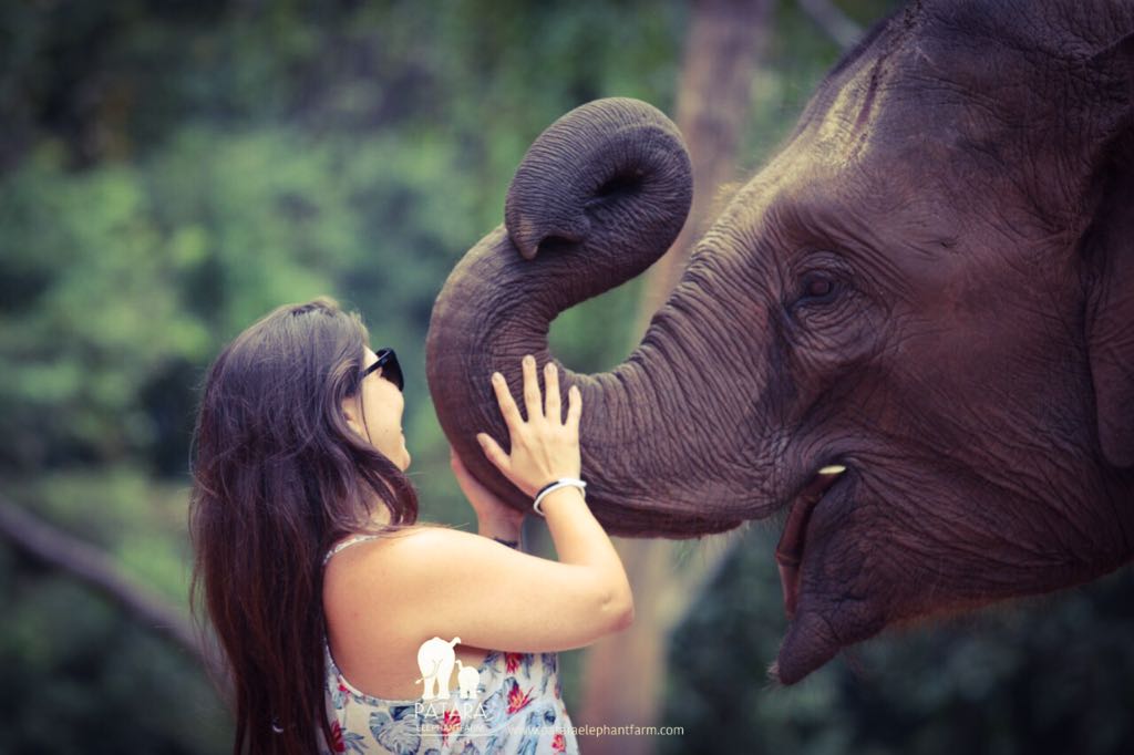 Passeio para interagir com elefantes