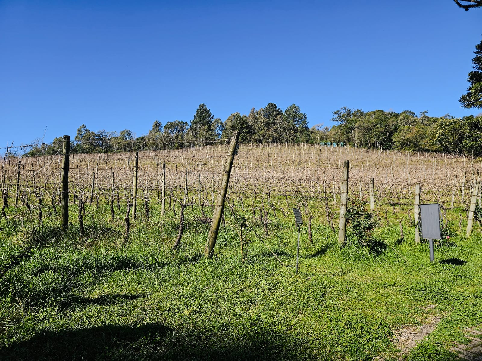 Vinícola em Gramado: Como é visitar a Ravanello? Vale a pena?